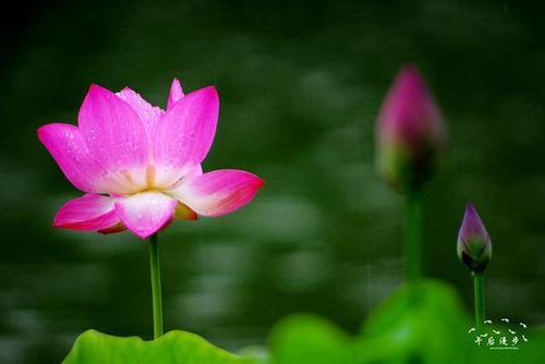 雨中心花