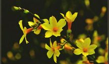 采一把快乐带回家