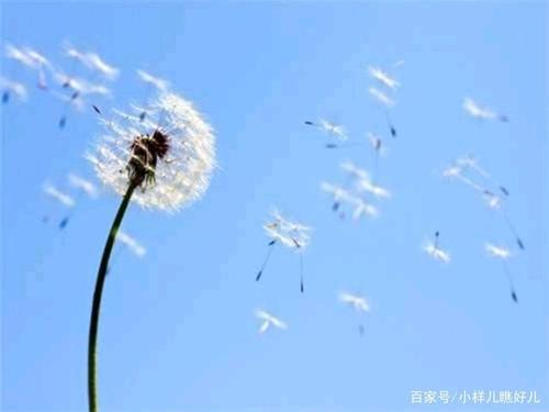 风吹拂的关怀
