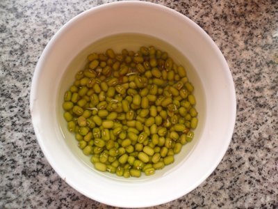 观察大豆发芽