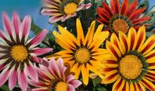 寒冷中的闪光点——菊