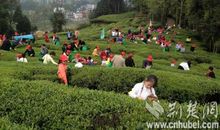 我爱家乡的田园生活