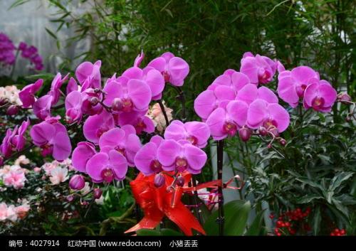 花会再次绽放