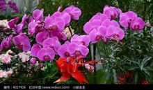 花会再次盛开的