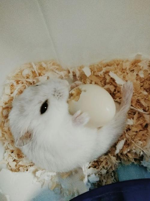 我要养一只仓鼠