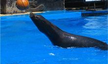 有趣的海狮表演