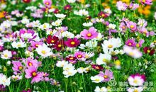 幸福之花开满心间