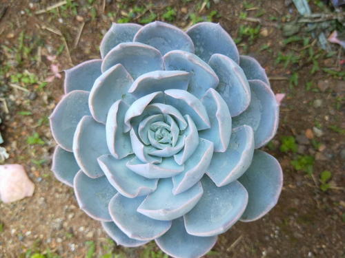 多肉植物蓝石莲花