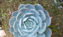 多肉植物——蓝石莲