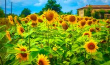 秋天里的向日葵