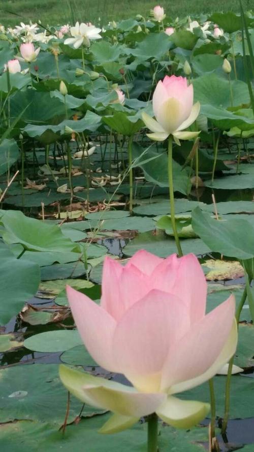 在莲花上