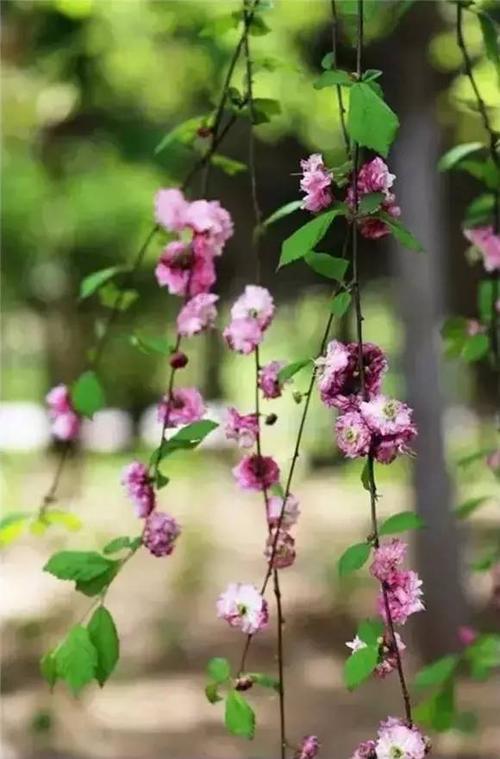 等你一束鲜花盛开
