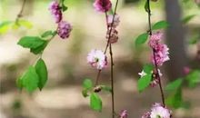 等你是一束花开