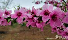 花儿们，我来了