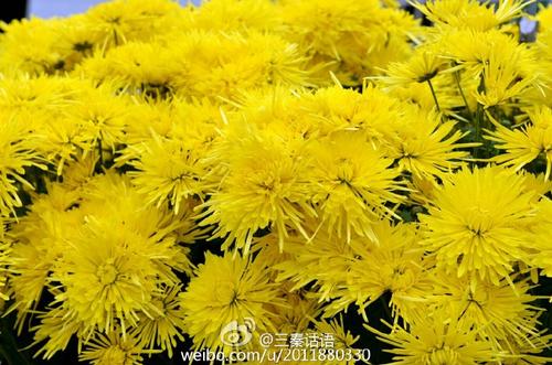 李秋的遐想