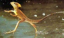 鸡蛋轻功水上漂