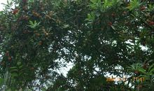 家乡的杨梅树林