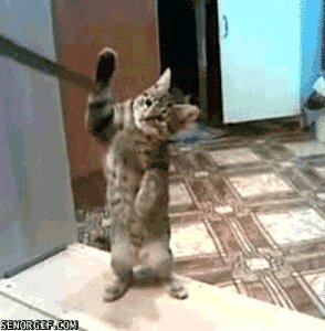 有趣的小猫