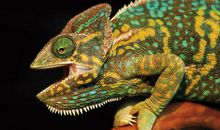 “变色龙”老爸