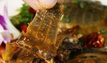 与小甲鱼相伴的日子