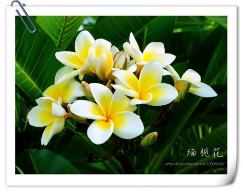 伴有Garden子花