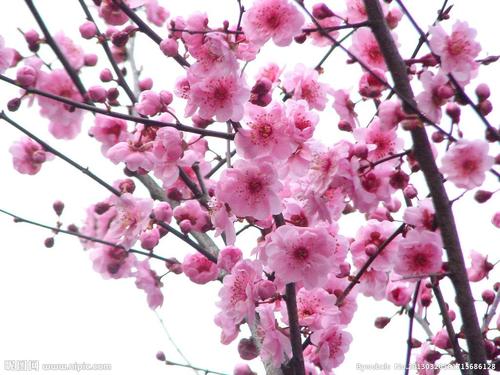 奥雪梅花