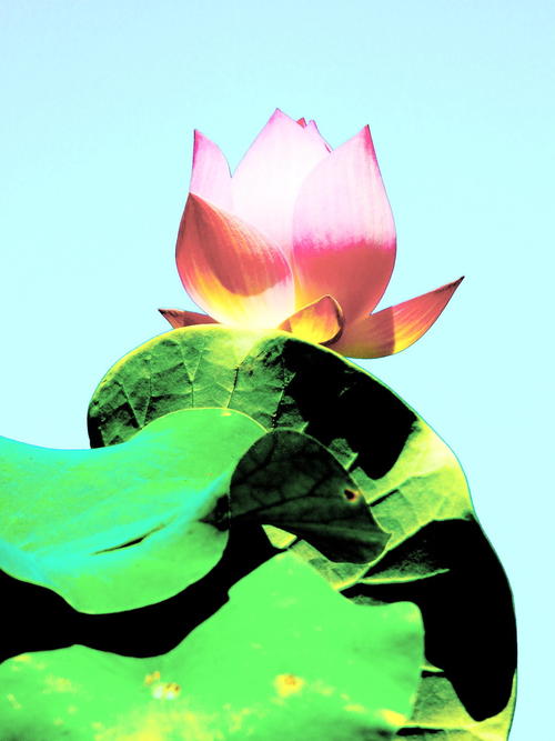 高洁的莲花