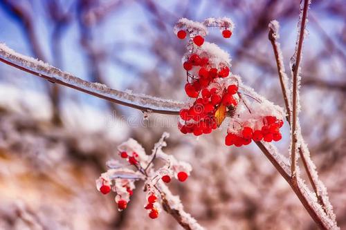 冬花