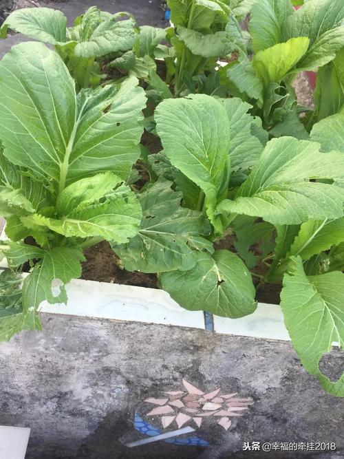 美丽的菜园组成300字