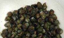 我是妈妈的小田螺