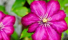 舞台上绽放的花