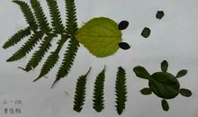 小乌龟和小金鱼