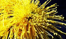 那丛怒放的菊花