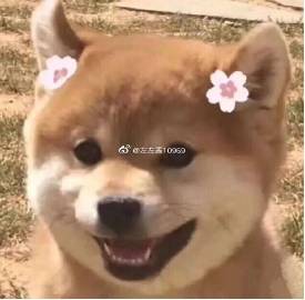 关于“小狗左左”的思考