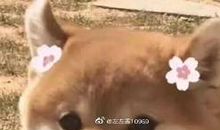 读《小狗左左》有感