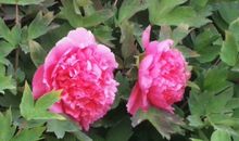 又是春光正艳时