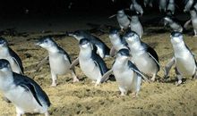 “企鹅岛”之行