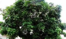 外公是一棵弯了腰的树