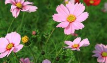 我是一株格桑花