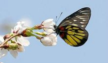 落花是疲倦的蝴蝶