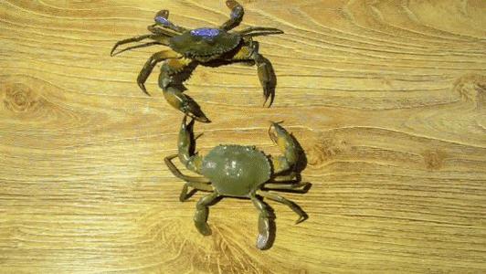 浅沟搞笑蟹