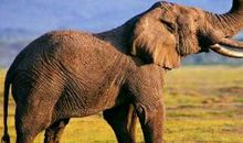 最后一头战象续写嘎羧心理感受