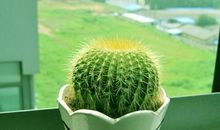 “小刺猬”仙人球