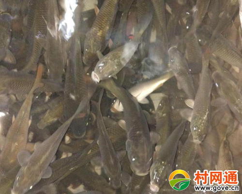 养鱼业的收获