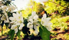 暖一季花开珍藏