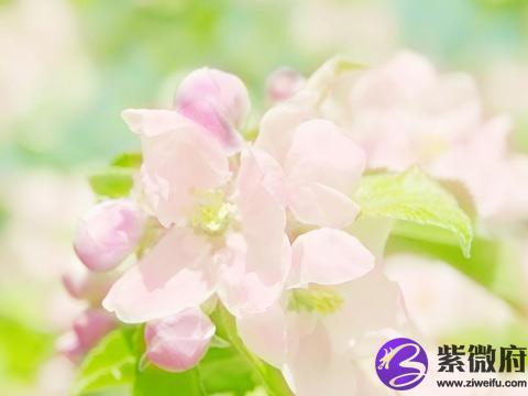 “多面”妈妈