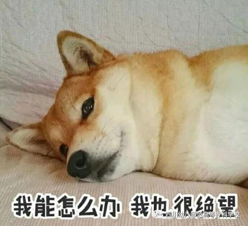 狗环游世界，是伙伴