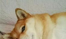 走遍天下狗为侣