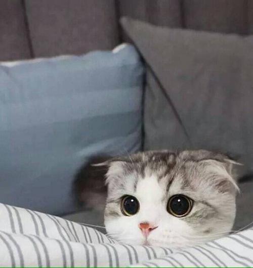 可爱的猫
