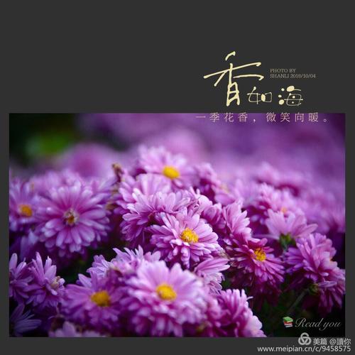 暖季花系列